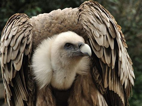 Griffon Vulture Griffon Vulture White Bird Hd Wallpaper Peakpx