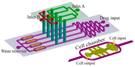 Schematic Of The Multi Layer Microfluidic Device Applied To