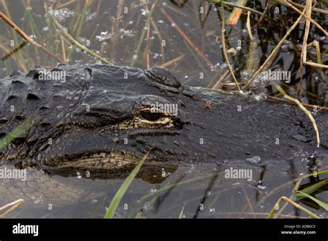 American alligator Alligator mississippiensis Stock Photo - Alamy