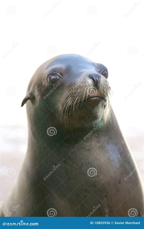 Seal Nose Royalty Free Stock Image - Image: 10803936