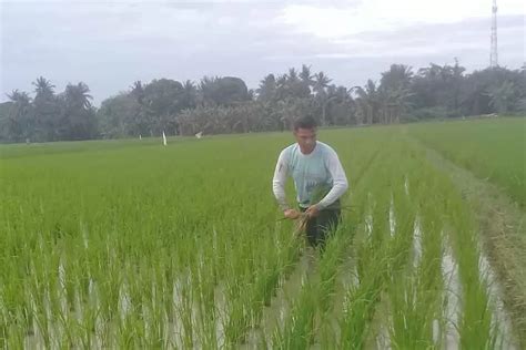 Pupuk Subsidi Langka Di Tebingtinggi Petani Mengeluh Sumut Pos