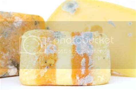 Moldy Cheese Pictures, Images & Photos | Photobucket