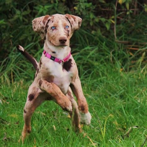 10 Rare Dog Breeds You Probably Never Knew Existed