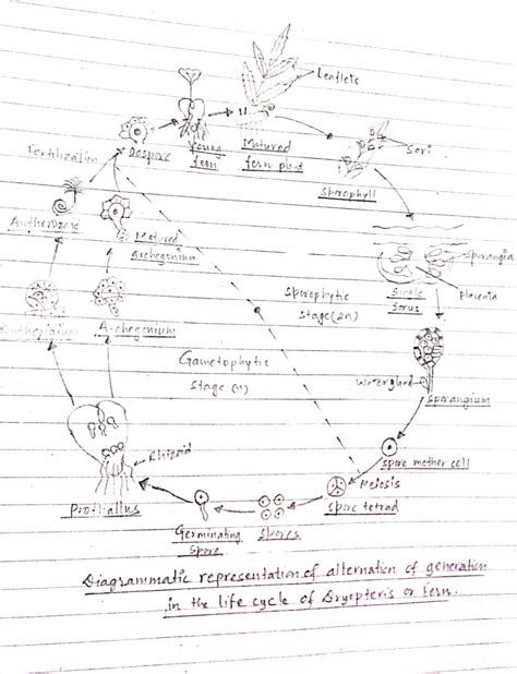 Define Alternation of Generation and describe | Class Eleven Biology