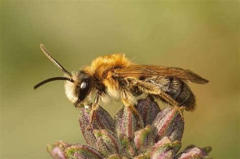 Las abejas y los polinizadores Héroes anónimos de la alimentación en