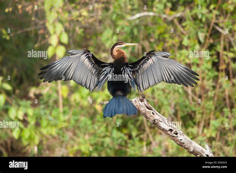 Darter Drying Its Wings Hi Res Stock Photography And Images Alamy