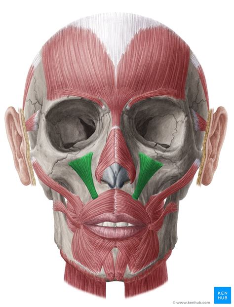 Levator labii superioris: Anatomy, innervation, action | Kenhub