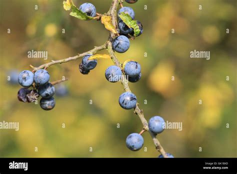 Blackthorn Tree Hi Res Stock Photography And Images Alamy