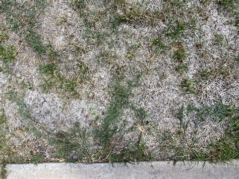 Will My Grass Grow Back After A Drought A Visual Guide Top Choice Lawn Care