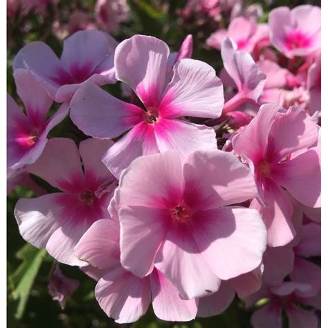 Phlox Paniculata Bright Eyes Floks Wiechowaty