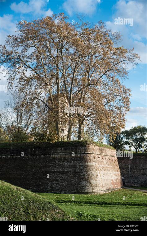 Lucca. The impressive ancient city walls Stock Photo - Alamy