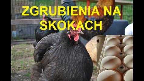 Odcinek 1114 ZGRUBIENIA NA SKOKACH NOGACH U DROBIU CO TO JEST