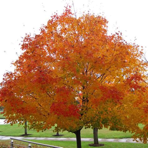 Acer Saccharum 3 Sugar Maple Scioto Gardens Nursery