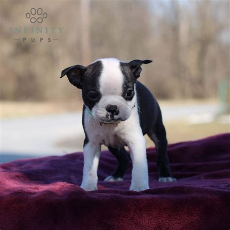 Boston Terrier Puppies for Sale (Cute, Smart, & Healthy) | VIP Puppies