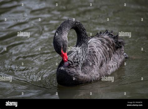 Black Swan Cygnus Atratus Swimming And Preening Feathers Stock Photo