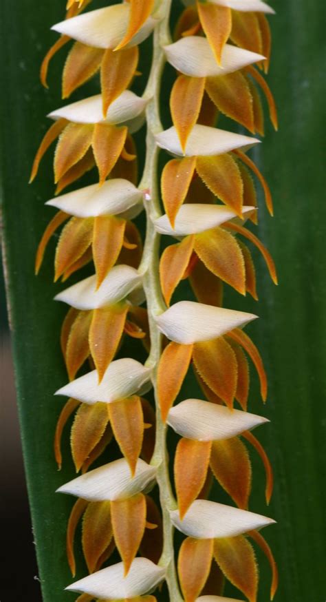 Coelogyne Latifolia Var Macrantha Hortus Botanicus Leiden Netherlands