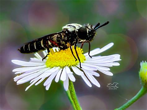 Beautiful Robber Flies are Excellent Predators – What Next Photography ...