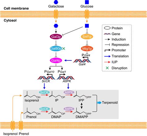 Engineering A Universal And Efficient Platform For Terpenoid Synthesis