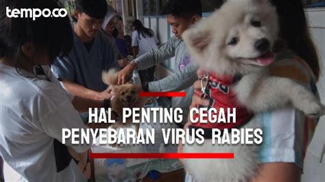 Lakukan Hal Penting Ini Untuk Mencegah Penyebaran Virus Rabies