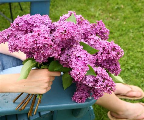 How To Cut Lilacs For A Bouquet Indoor Garden Tips