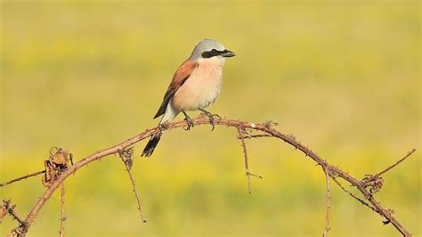 Grauwe Klauwier Met Jongen Red Backed Shrike With Chicks Youtube