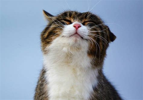 Как устранить кошачий запах