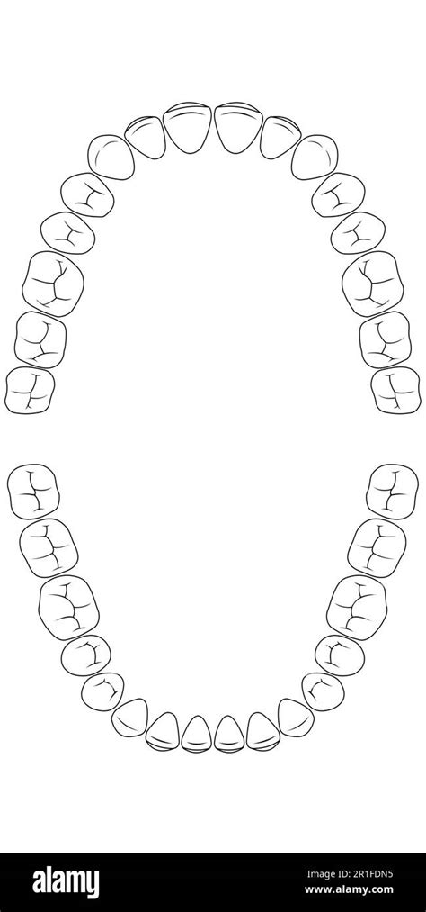 teeth chart tooth Stock Vector Image & Art - Alamy