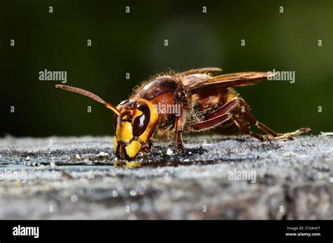 Hornet vespa crabro Stock Photo - Alamy