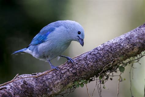 Blue Gray Tanager Tinam Birding Nature Reserve Colombia Eric Zhou