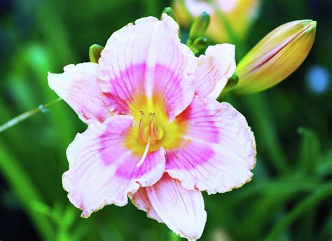 Ontario Flower Photograph by Scott Stewart - Fine Art America