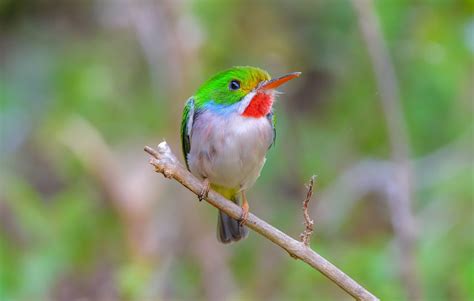 Birding In Cuba FULL Bird Alliance Of Oregon