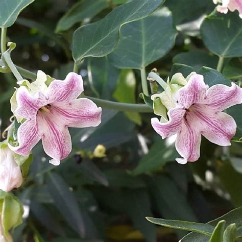 Araujia Sericifera Cruel Plant