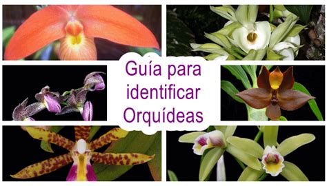 Guía De Identificación De Orquídeas Pdf Infoagronomo