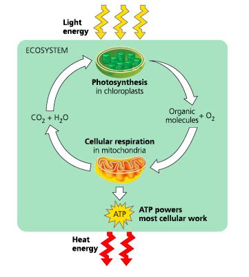 AP Bio Unit 3 The Energy Story Flashcards Quizlet