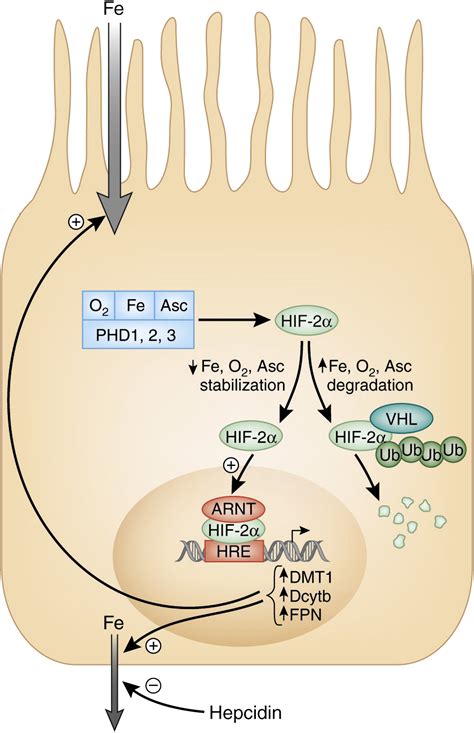 Regulation Of Intestinal Iron Absorption The Mucosa Takes Control Cell Metabolism