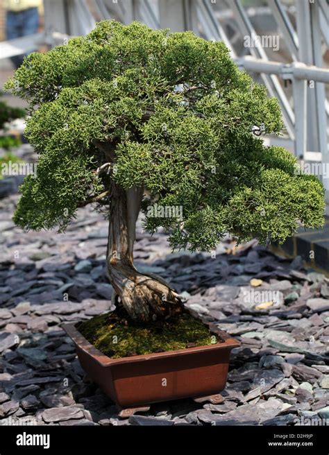 Blue Point Juniper Bonsai