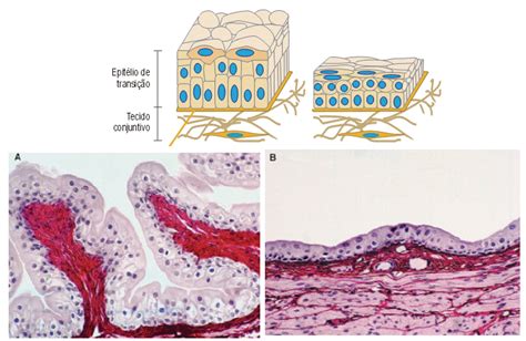 Sistema Urinário Histologia Interativa