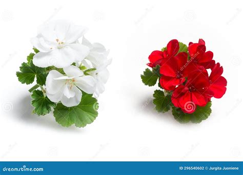 Flores De Geranio Blanco Y Rojo Con Hojas Verdes Aisladas En Fondo