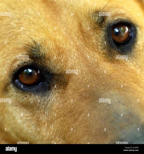 Close Up Dogs Eyes Stock Photo Alamy