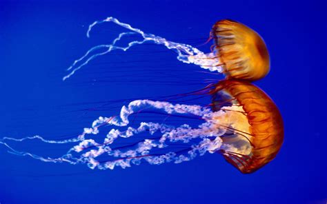 jellyfish-in-deep-sea