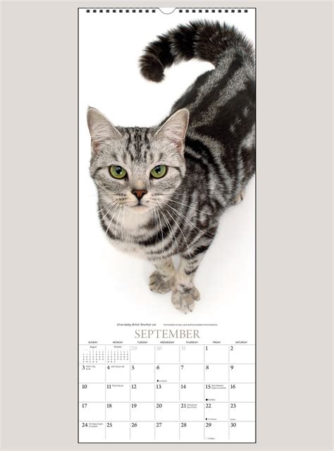 Cats Vertical Wall Calendar Shop The Gladstone Media Official Store