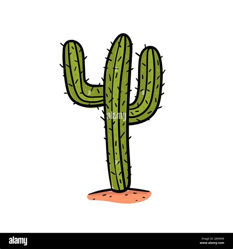 Hand drawing cactus in desert vector Stock Vector Image & Art - Alamy