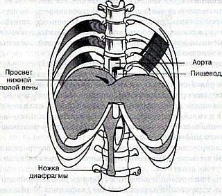 Гимнастика для внутренних органов: упражнения для диафрагмы