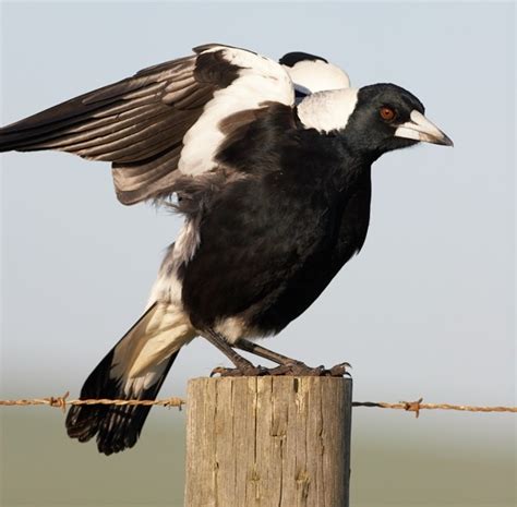 Australian Magpie « Australian Animals