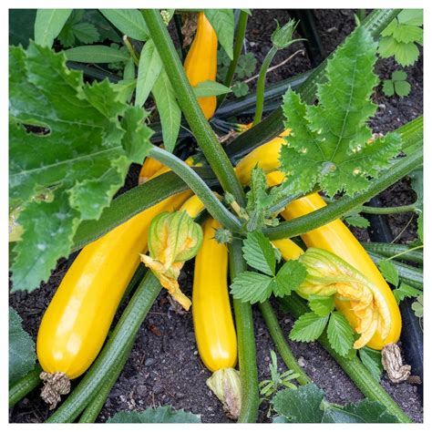 Everwilde Farms 40 Prolific Straightneck Summer Squash Seeds Gold Vault Jumbo Bulk Seed