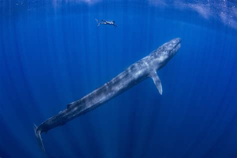 The World S Best Places To See Blue Whales Bluewater Dive Travel