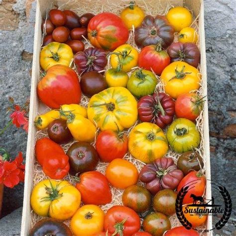 Organic Heirloom Tomato Blend Seeds | Vegetable Garden - Non-GMO | True ...