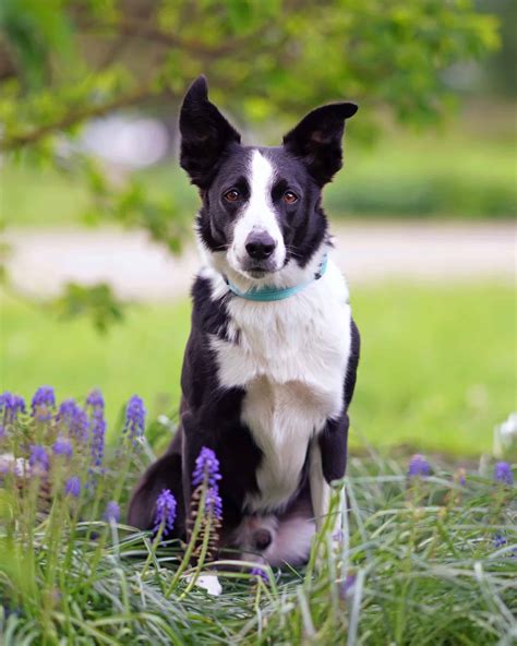 Short-Haired Border Collie: Facts, Pictures, Health & FAQs