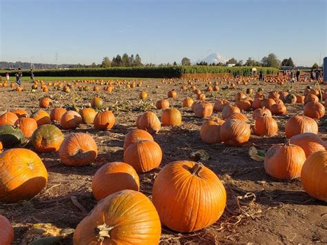 Pumpkin Spice Flavor A Fall Favorite In Southern Tier