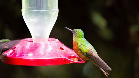 How To Hang Hummingbird Feeder Hummingbirds Info